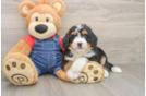 Mini Bernedoodle Puppy for Adoption
