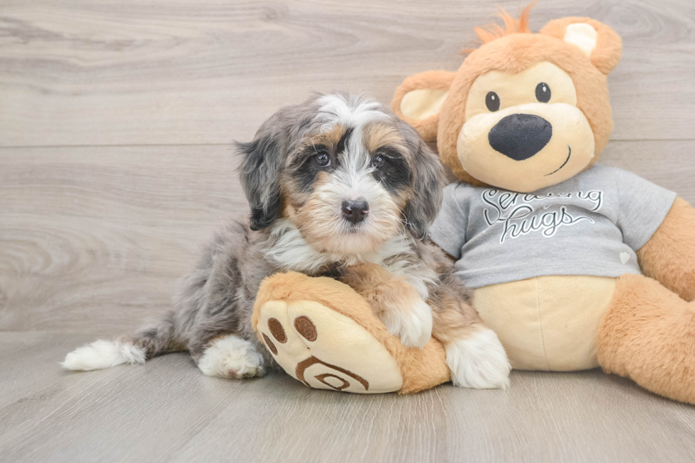 Best Mini Bernedoodle Baby