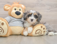 8 week old Mini Bernedoodle Puppy For Sale - Florida Fur Babies