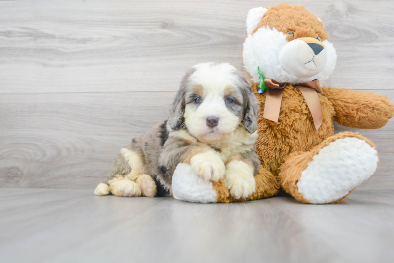 Meet Luciana - our Mini Bernedoodle Puppy Photo 1/3 - Florida Fur Babies