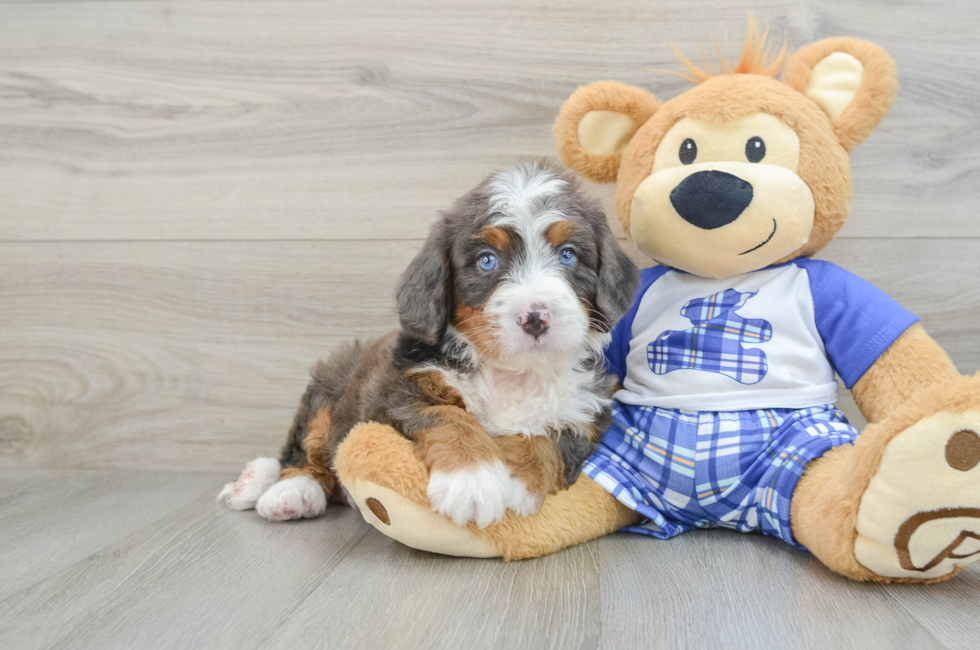 5 week old Mini Bernedoodle Puppy For Sale - Florida Fur Babies