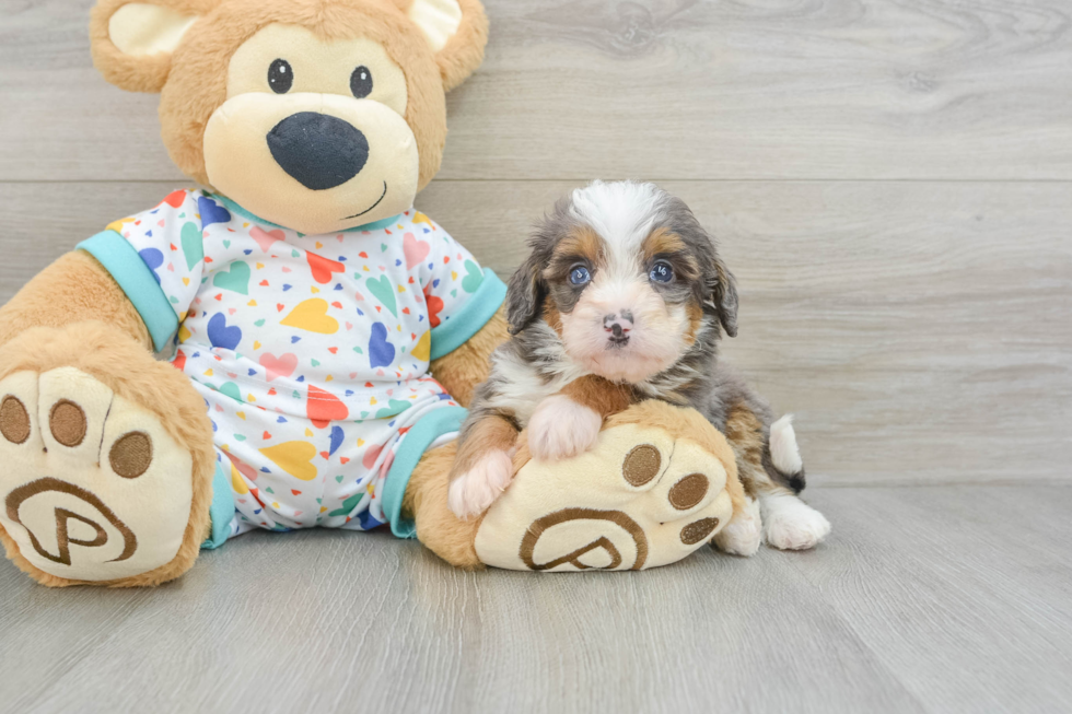 Small Mini Bernedoodle Baby