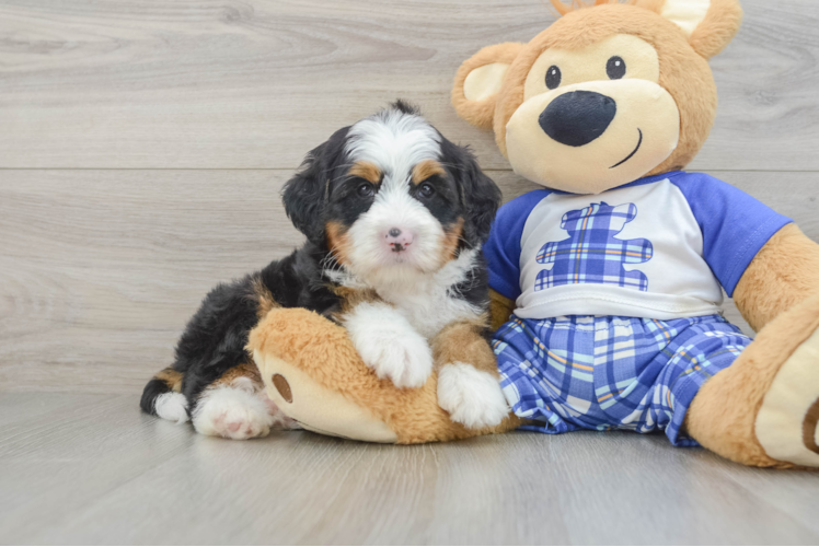 Best Mini Bernedoodle Baby