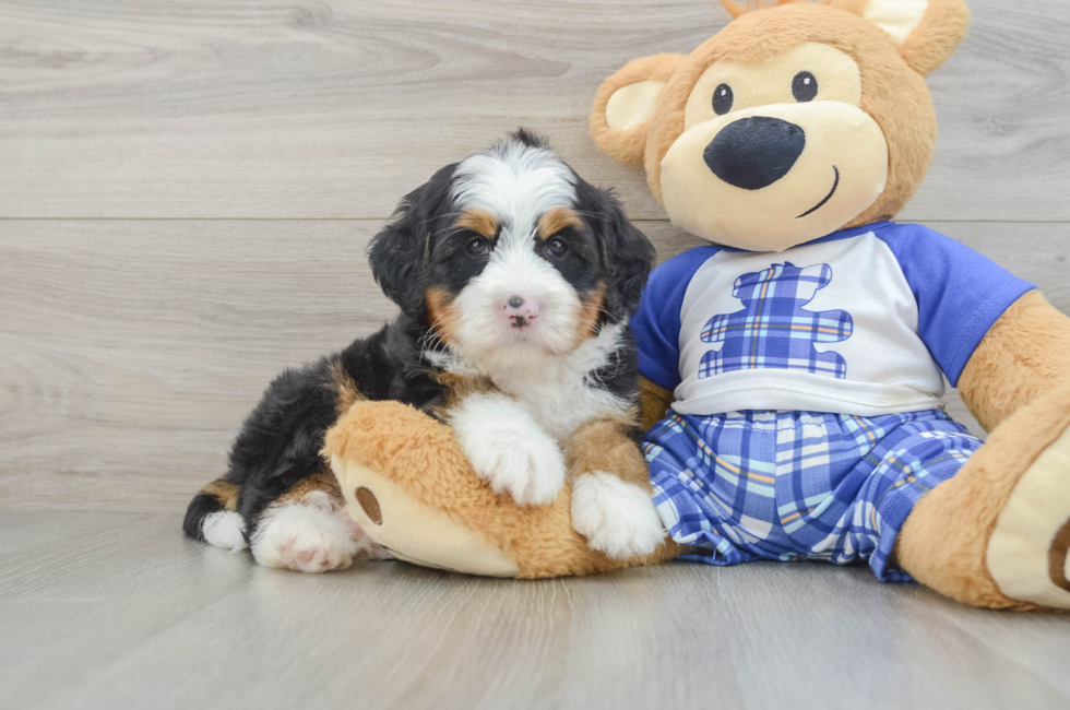 5 week old Mini Bernedoodle Puppy For Sale - Florida Fur Babies