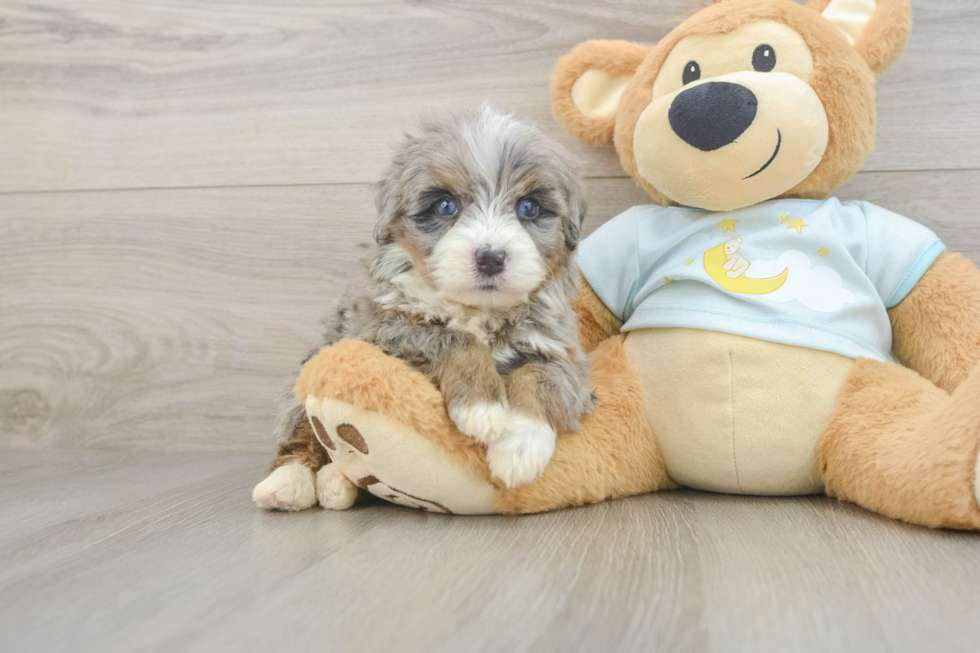 Hypoallergenic Mini Bernesepoo Poodle Mix Puppy