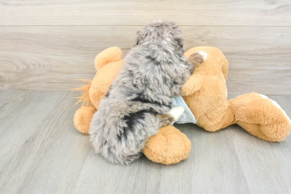 Mini Bernedoodle Puppy for Adoption