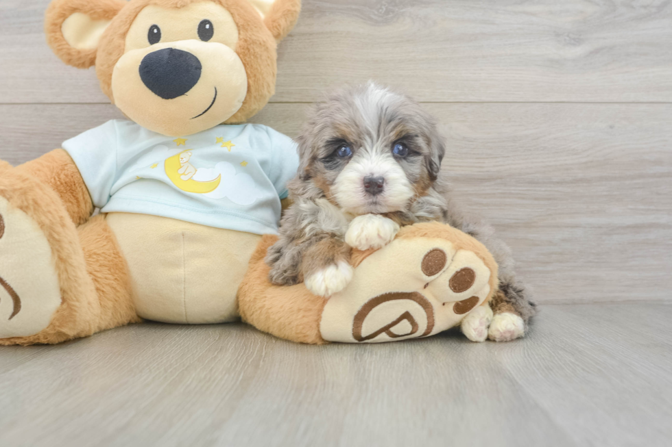 Best Mini Bernedoodle Baby