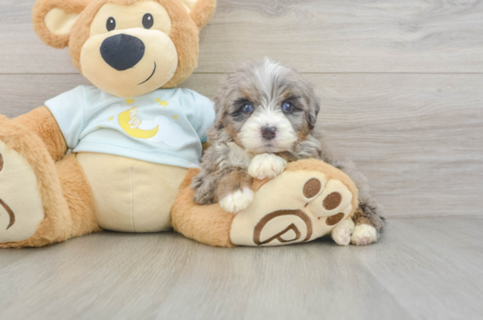 Best Mini Bernedoodle Baby