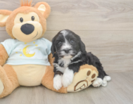 5 week old Mini Bernedoodle Puppy For Sale - Florida Fur Babies