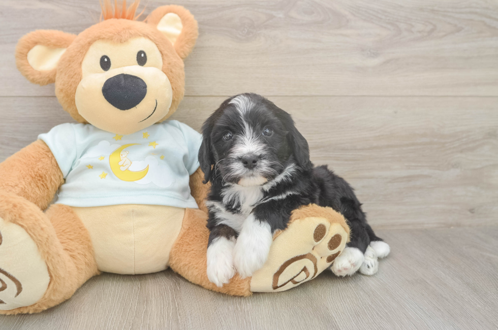 5 week old Mini Bernedoodle Puppy For Sale - Florida Fur Babies