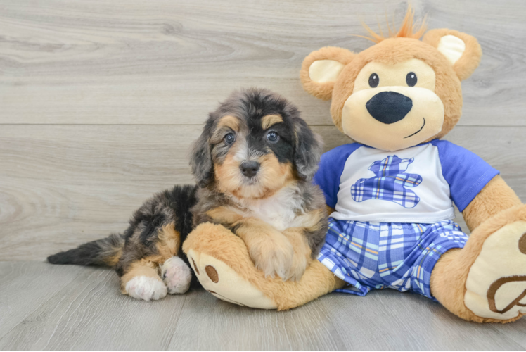 Small Mini Bernedoodle Baby