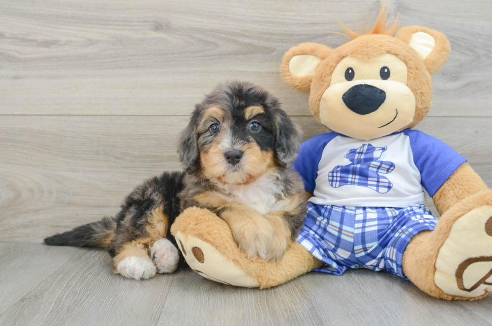 5 week old Mini Bernedoodle Puppy For Sale - Florida Fur Babies