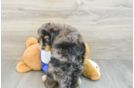 Mini Bernedoodle Puppy for Adoption