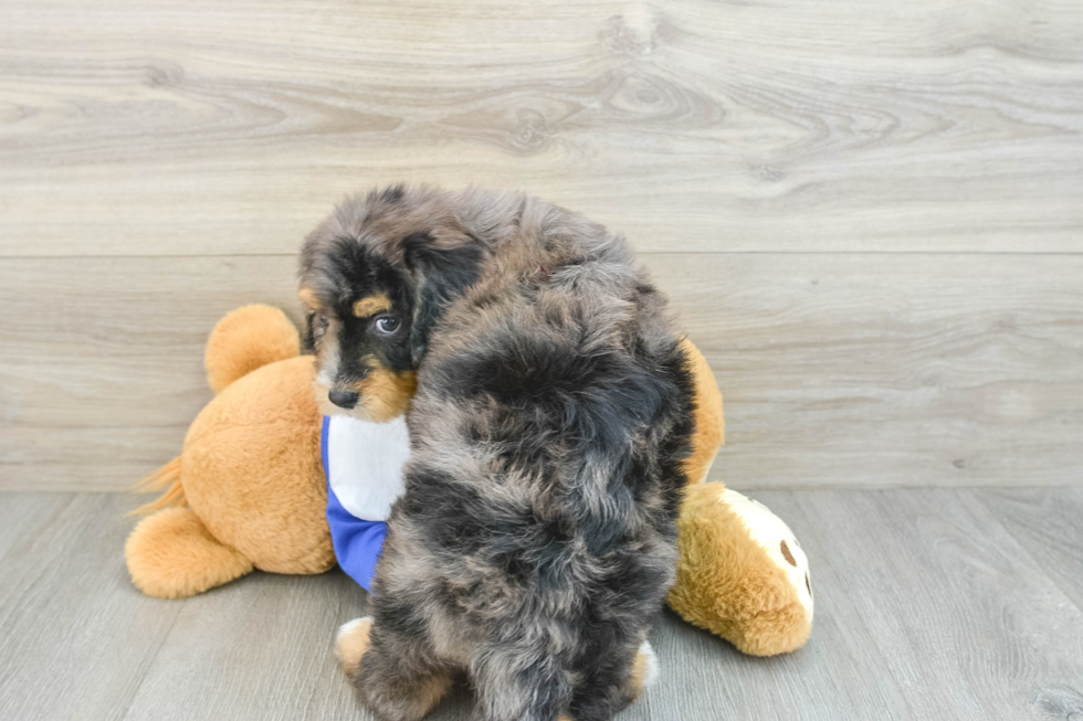 Mini Bernedoodle Puppy for Adoption