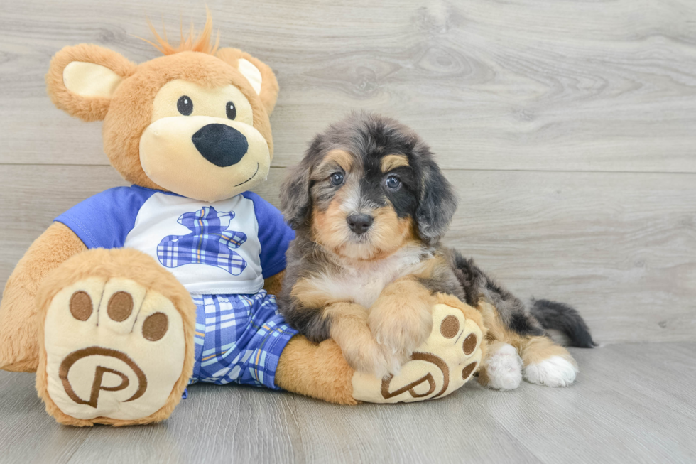 Smart Mini Bernedoodle Poodle Mix Pup