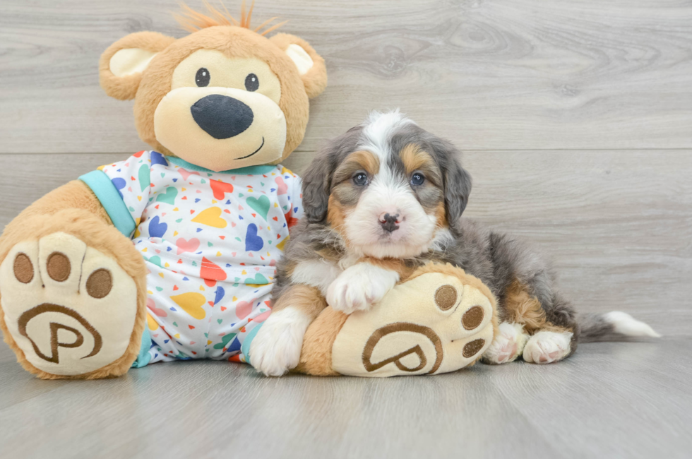 6 week old Mini Bernedoodle Puppy For Sale - Florida Fur Babies