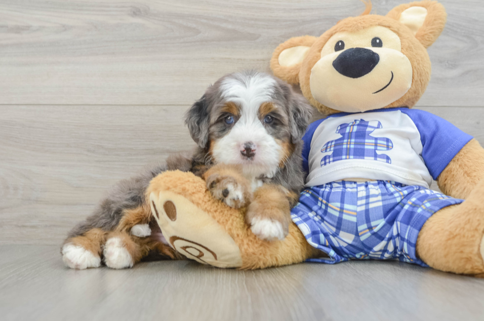 5 week old Mini Bernedoodle Puppy For Sale - Florida Fur Babies