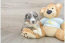 Mini Bernedoodle Pup Being Cute