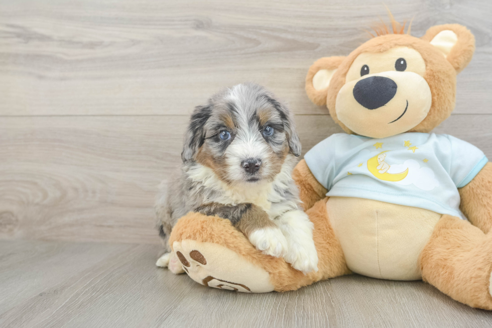 Mini Bernedoodle Pup Being Cute