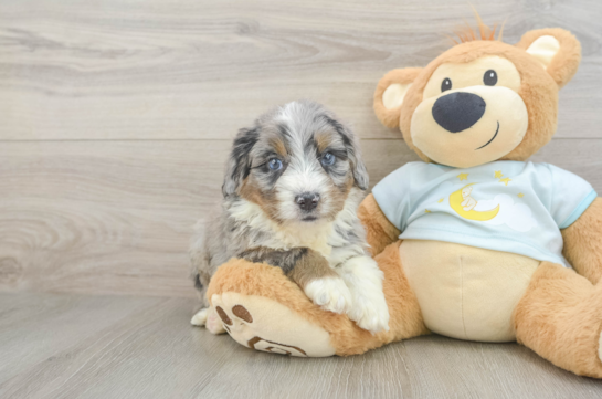 Mini Bernedoodle Pup Being Cute