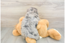 Best Mini Bernedoodle Baby