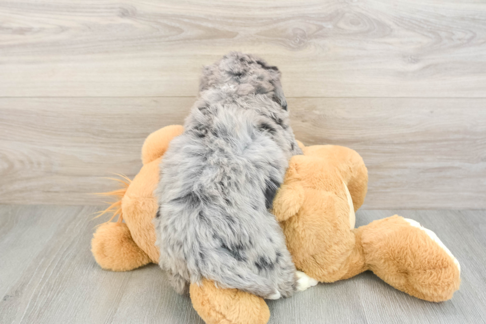 Best Mini Bernedoodle Baby