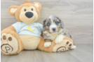 Mini Bernedoodle Pup Being Cute