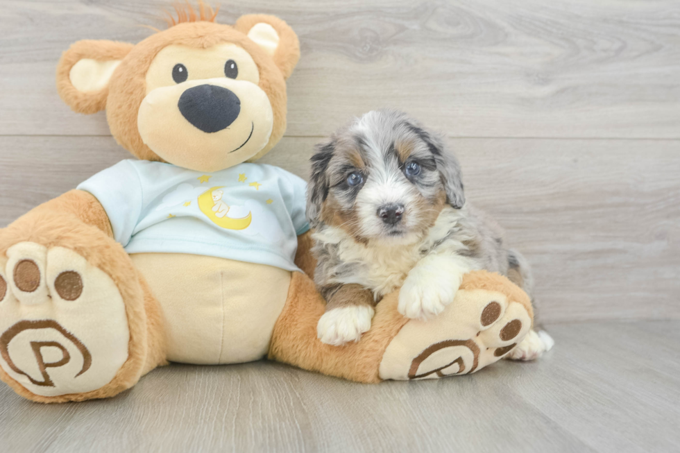 Mini Bernedoodle Pup Being Cute