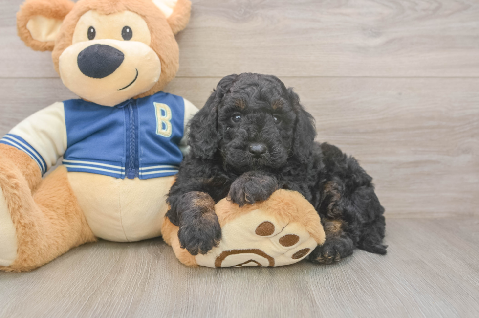 5 week old Mini Bernedoodle Puppy For Sale - Florida Fur Babies