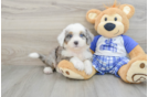 Funny Mini Bernedoodle Poodle Mix Pup