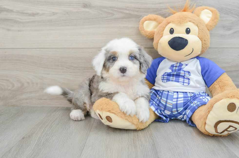 5 week old Mini Bernedoodle Puppy For Sale - Florida Fur Babies