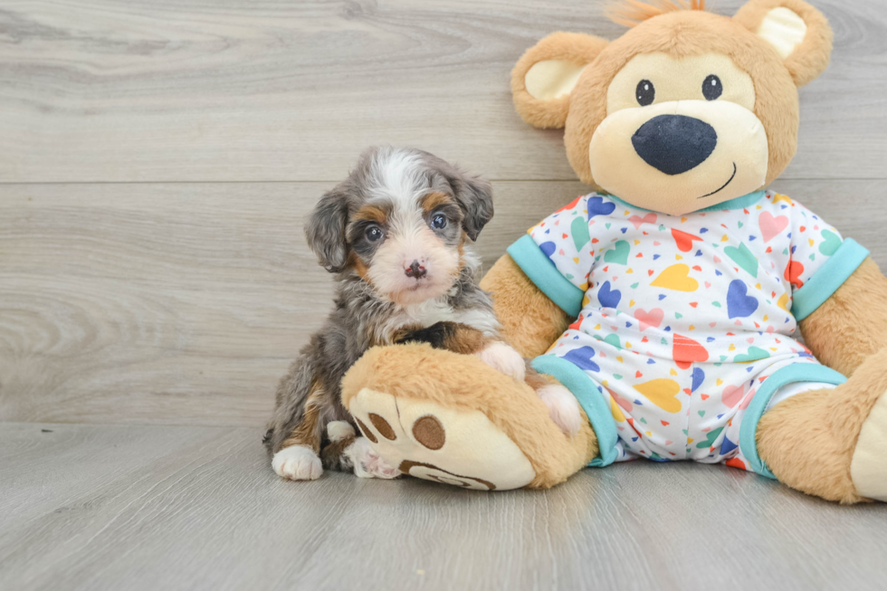 Mini Bernedoodle Pup Being Cute