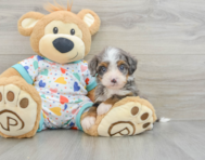 10 week old Mini Bernedoodle Puppy For Sale - Florida Fur Babies