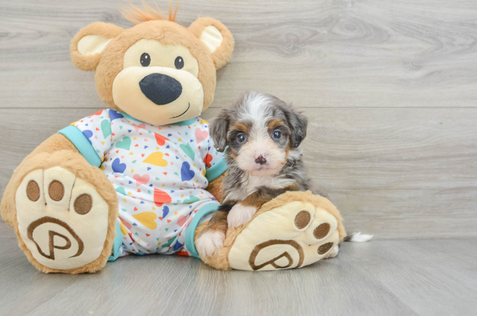 10 week old Mini Bernedoodle Puppy For Sale - Florida Fur Babies