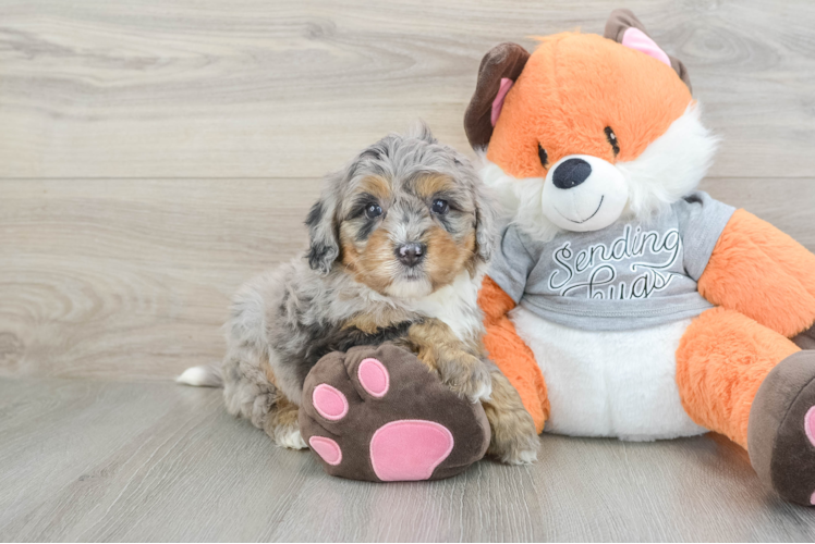 Best Mini Bernedoodle Baby