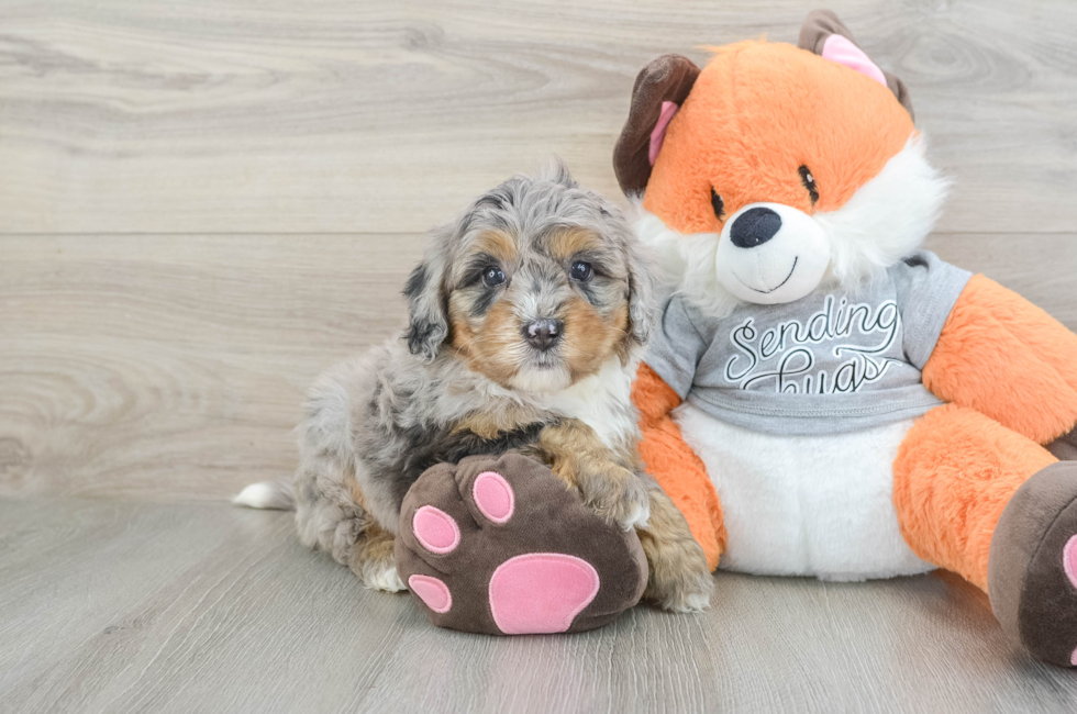 6 week old Mini Bernedoodle Puppy For Sale - Florida Fur Babies