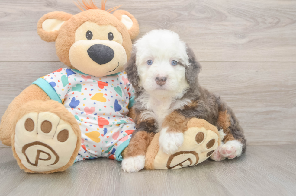 5 week old Mini Bernedoodle Puppy For Sale - Florida Fur Babies
