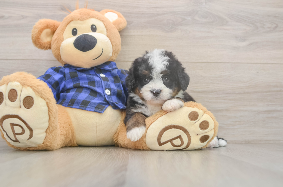 5 week old Mini Bernedoodle Puppy For Sale - Florida Fur Babies