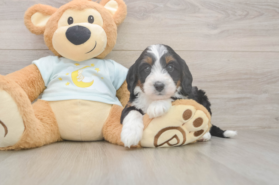 5 week old Mini Bernedoodle Puppy For Sale - Florida Fur Babies