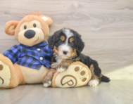 7 week old Mini Bernedoodle Puppy For Sale - Florida Fur Babies