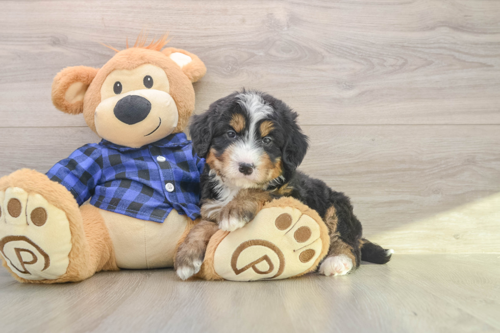 Mini Bernedoodle Puppy for Adoption