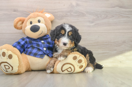 Mini Bernedoodle Puppy for Adoption
