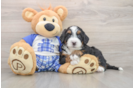 Sweet Mini Bernedoodle Baby
