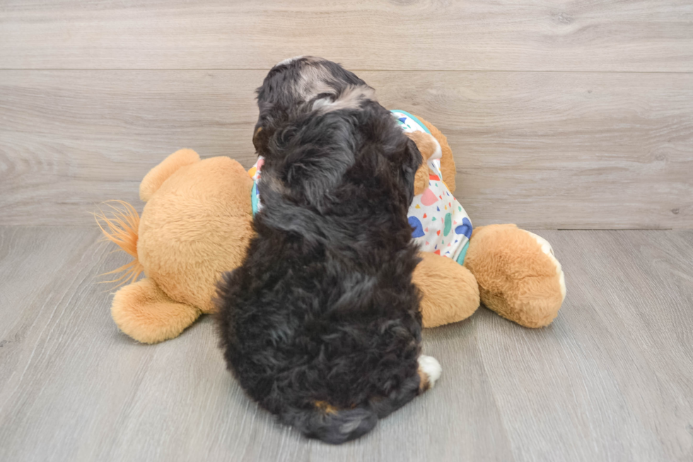 Playful Mini Bernesepoo Poodle Mix Puppy