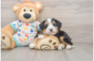 Best Mini Bernedoodle Baby