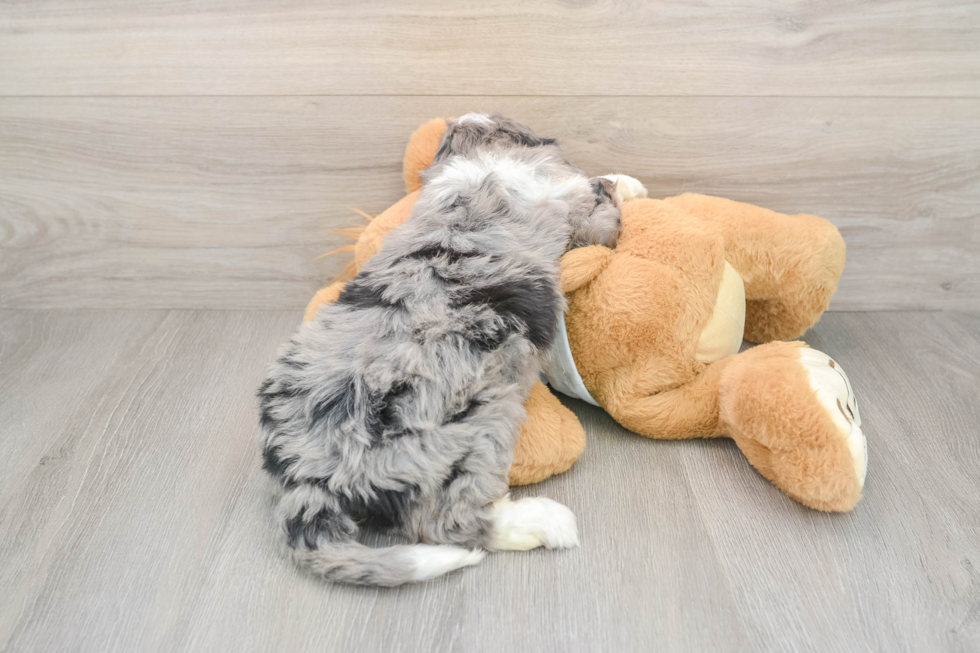 Best Mini Bernedoodle Baby