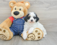 9 week old Mini Bernedoodle Puppy For Sale - Florida Fur Babies