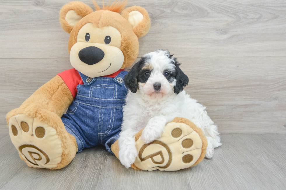 8 week old Mini Bernedoodle Puppy For Sale - Florida Fur Babies