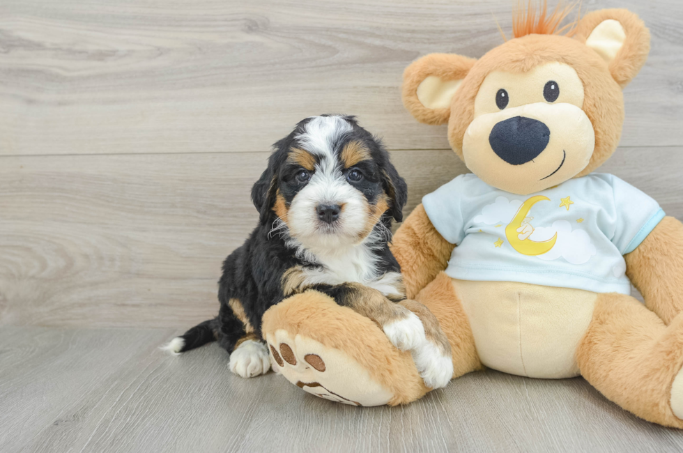 5 week old Mini Bernedoodle Puppy For Sale - Florida Fur Babies