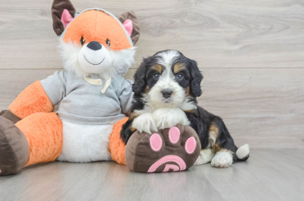 5 week old Mini Bernedoodle Puppy For Sale - Florida Fur Babies
